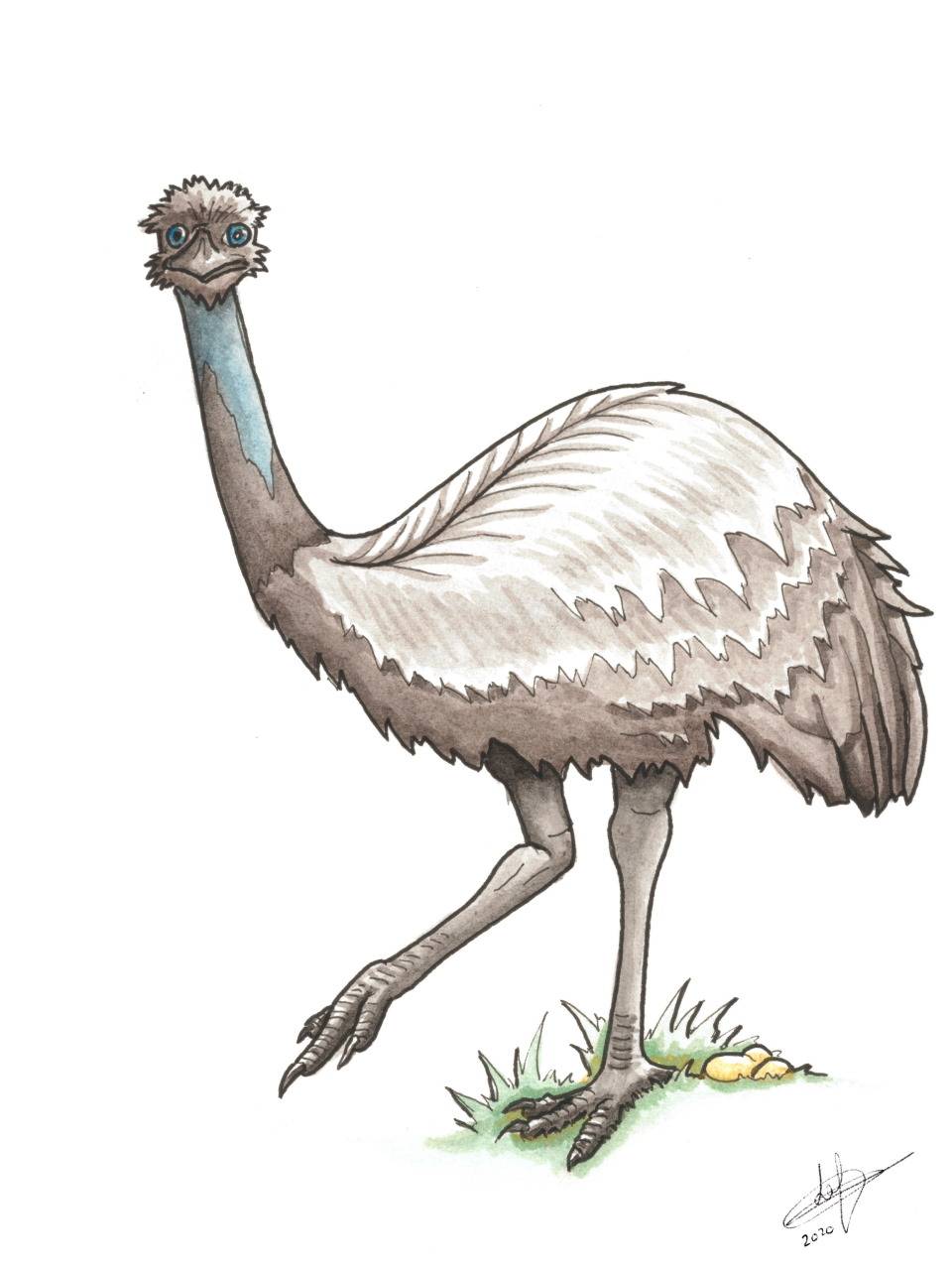 Animaux: Emeu
