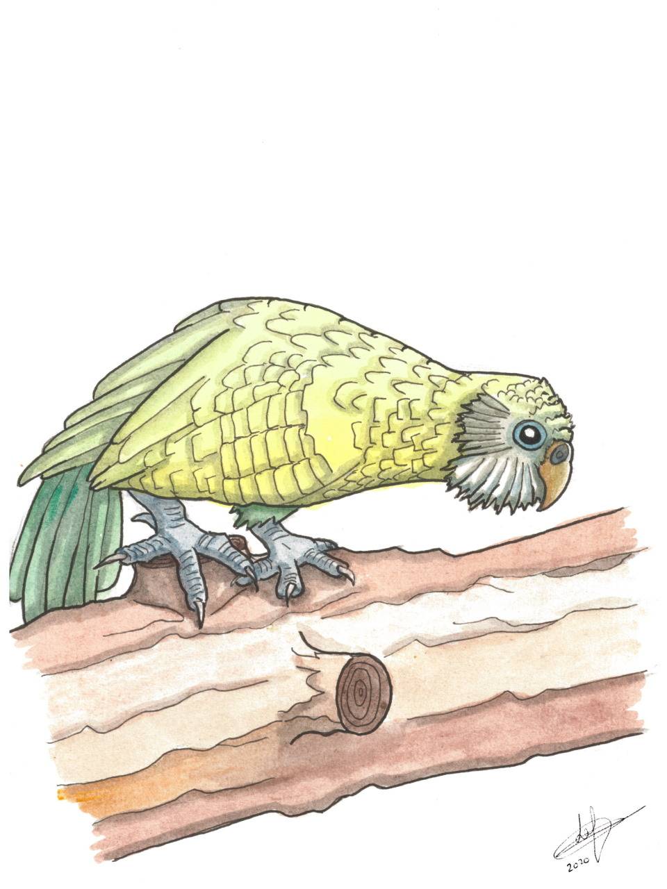 Animaux: Kakapos