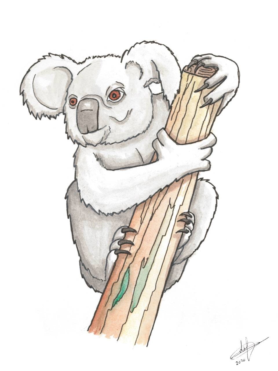 Animaux: Koala