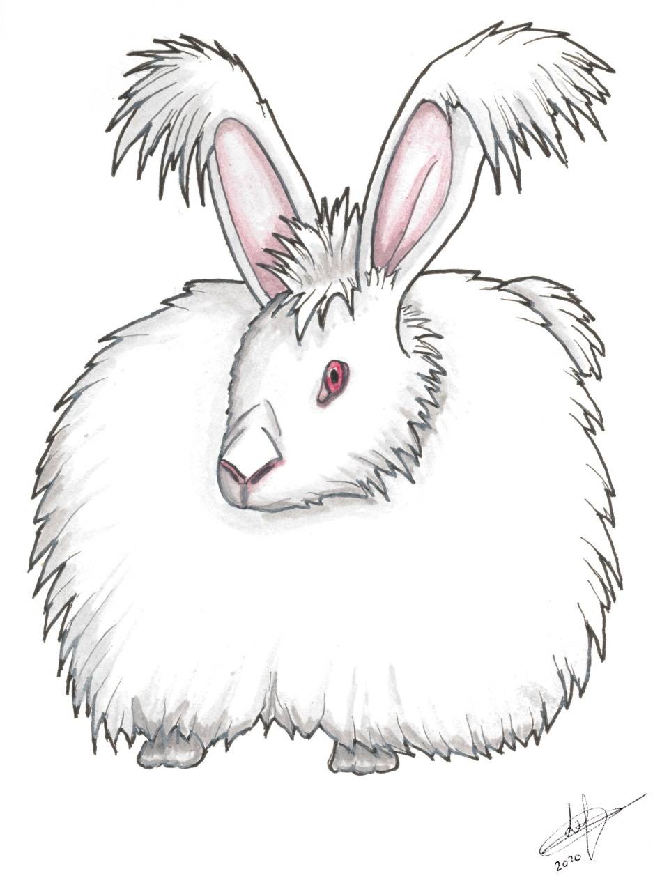 Animaux: Lapin Angora