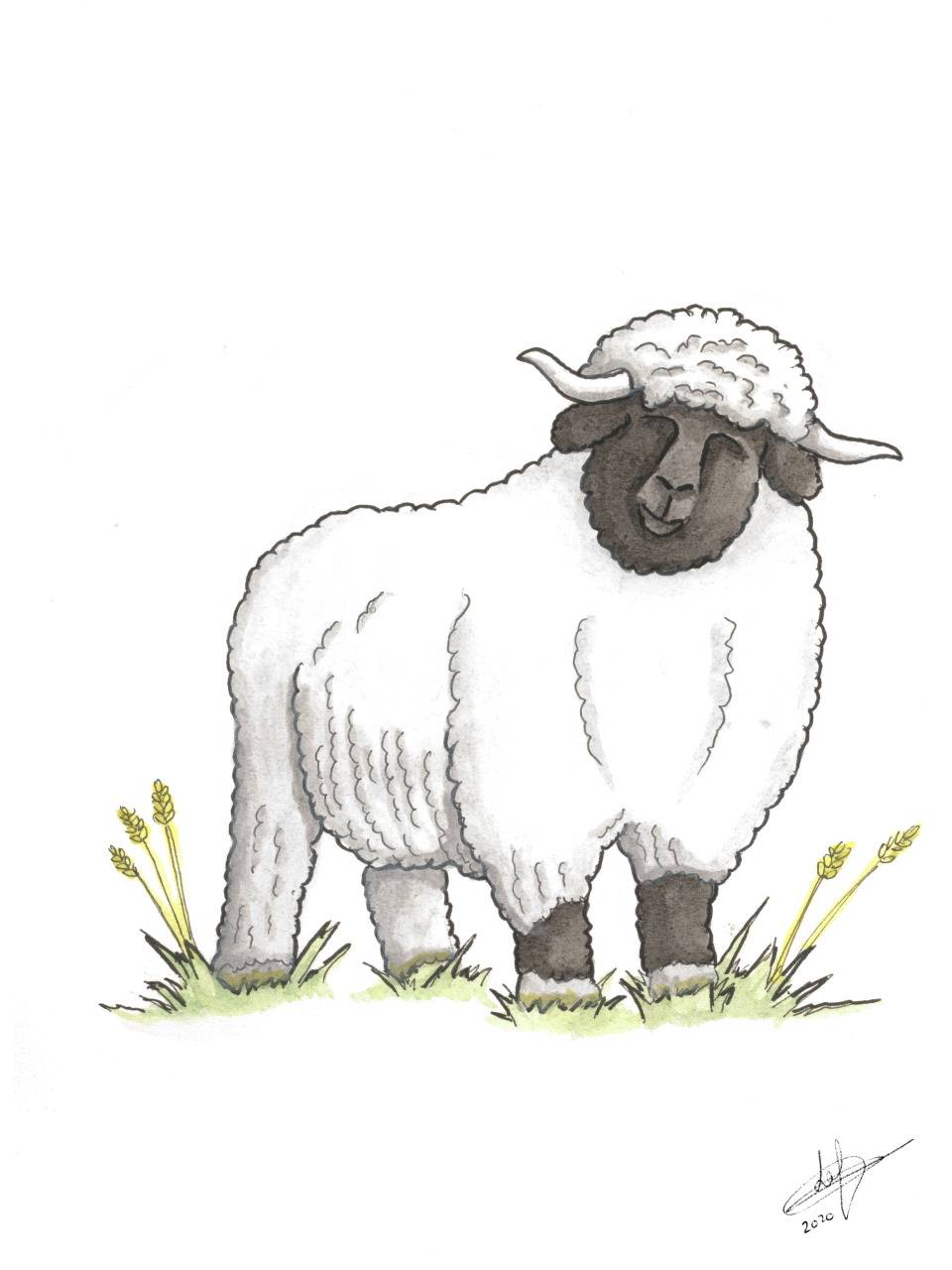 Animaux: Nez Noir