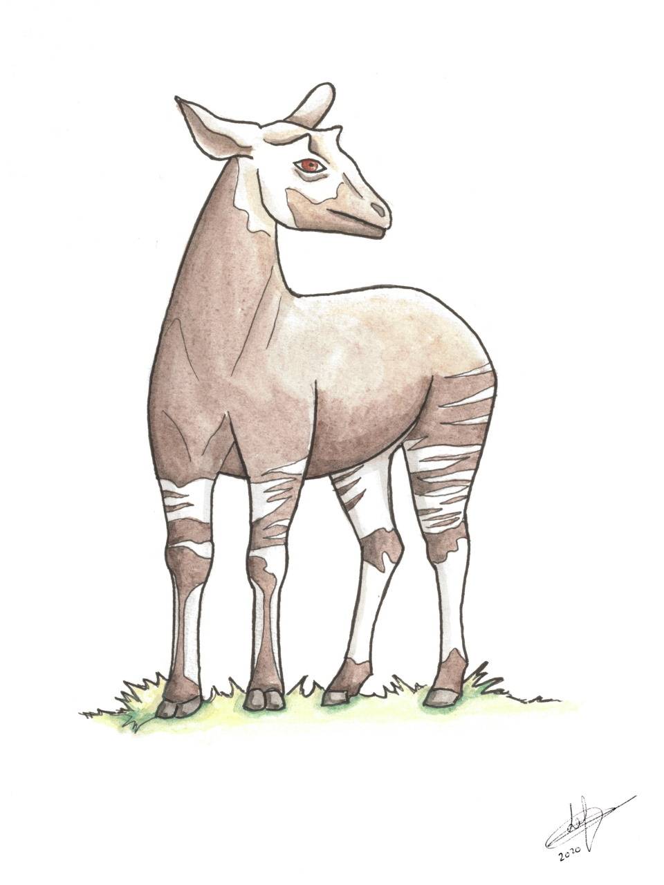 Animaux: Okapi