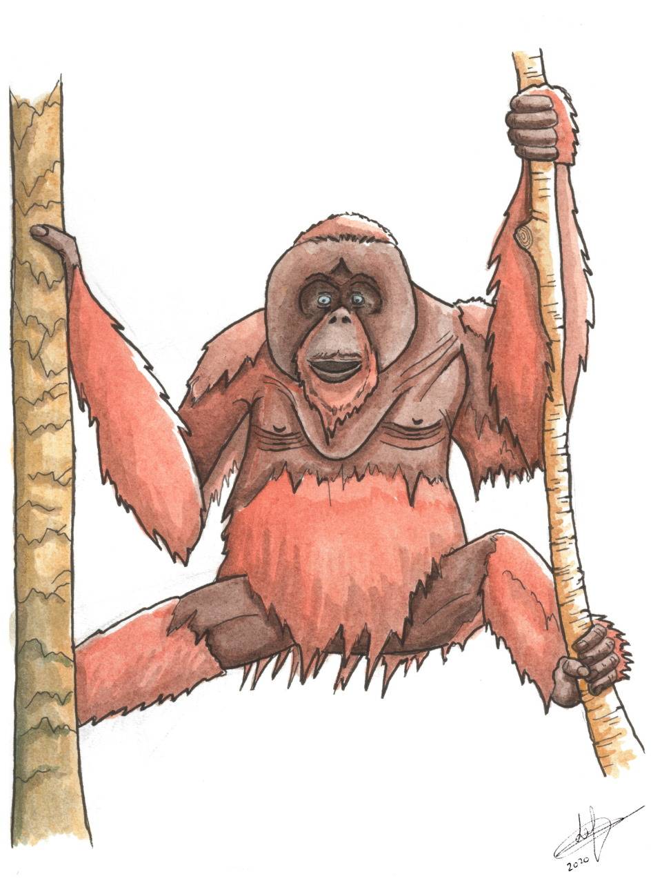 Animaux: Orang-outan