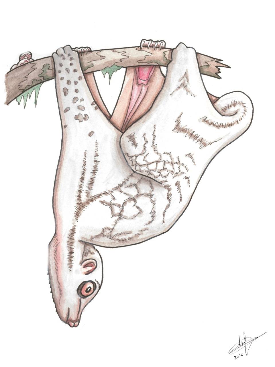 Animaux: Suda Colugo