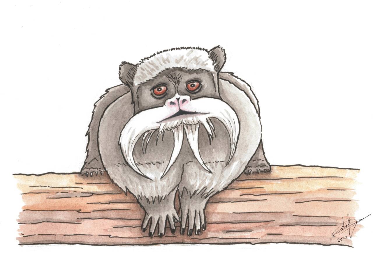 Animaux: Tamarin Empereur