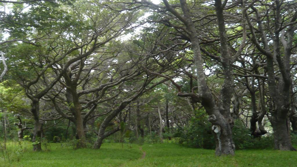 l'Ile des Pins: l'Ile des Pins