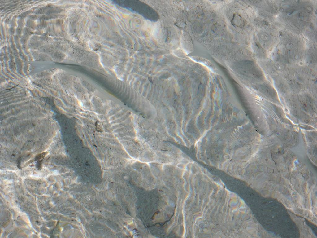 l'Ile des Pins: Poisson
