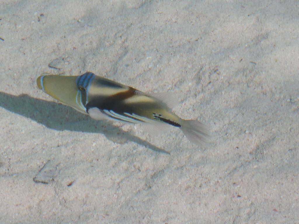 l'Ile des Pins: Poisson